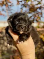Girl, a male Pomeranian for sale in Redding, CA – 10 of 10