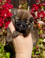Red sable Swagger, a male Pomeranian for sale in Redding, CA – 1 of 6