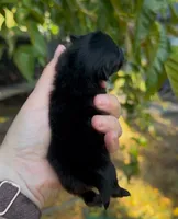 Boy, a male Pomeranian for sale in Redding, CA – 7 of 7
