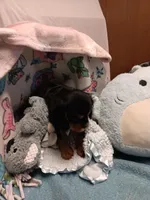 Rikku, a female Cavalier King Charles Spaniel for sale in Seneca, IL – Photo 2 of 3