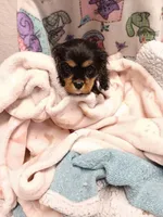 Rikku, a female Cavalier King Charles Spaniel for sale in Seneca, IL – Photo 1 of 3