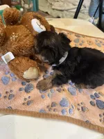 Poppy, a male Yorkshire Terrier for sale in Seneca, IL – Photo 4 of 4