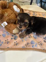 Poppy, a male Yorkshire Terrier for sale in Seneca, IL – Photo 3 of 4