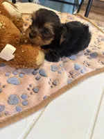 Poppy, a male Yorkshire Terrier for sale in Seneca, IL – Photo 2 of 4