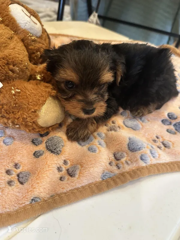 Poppy, a male Yorkshire Terrier for sale in Seneca, IL – Photo 1 of 4