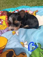 Bradley, a male Yorkshire Terrier for sale in Seneca, IL – 4 of 5