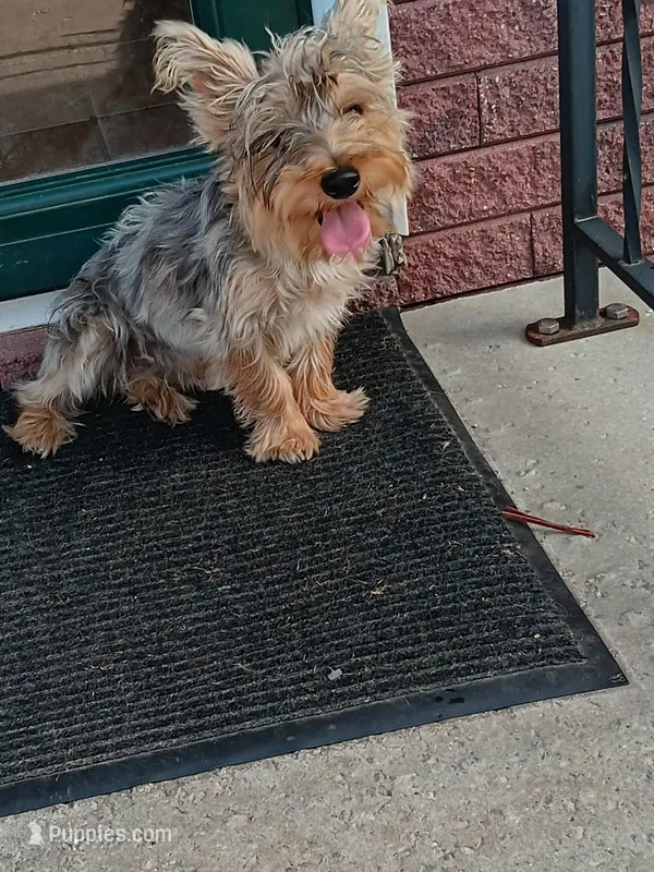 Bear – Yorkshire Terrier puppy for sale in Seneca, IL