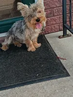 Bear, a male Yorkshire Terrier for sale in Seneca, IL – 1 of 4