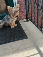 Bear, a male Yorkshire Terrier for sale in Seneca, IL – 3 of 4