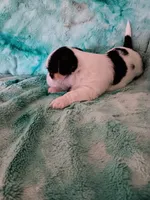 Scruggs, a male Shorkie for sale in Seneca, IL – 3 of 3