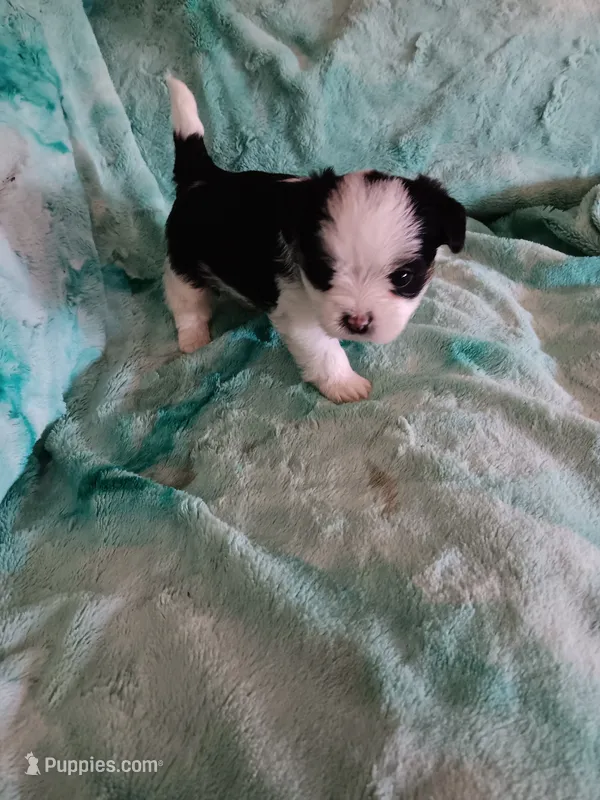 Coda, a male Shorkie for sale in Seneca, IL – 1 of 4