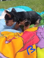 sweet pea , a female Yorkshire Terrier for sale in Seneca, IL – 3 of 3