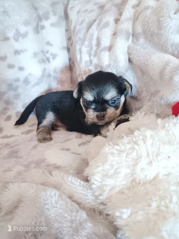 Ashe – Shorkie puppy for sale in Seneca, IL