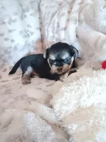 Ashe, a female Shorkie for sale in Seneca, IL – 1 of 3