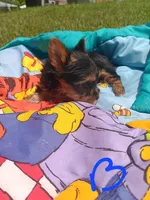 sweet pea , a female Yorkshire Terrier for sale in Seneca, IL – 1 of 3
