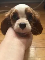 Lucas , a male Cavalier King Charles Spaniel for sale in Seneca, IL – 2 of 2