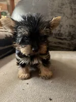 Camilla’s boy , a male Yorkshire Terrier for sale in Seneca, IL – 3 of 3