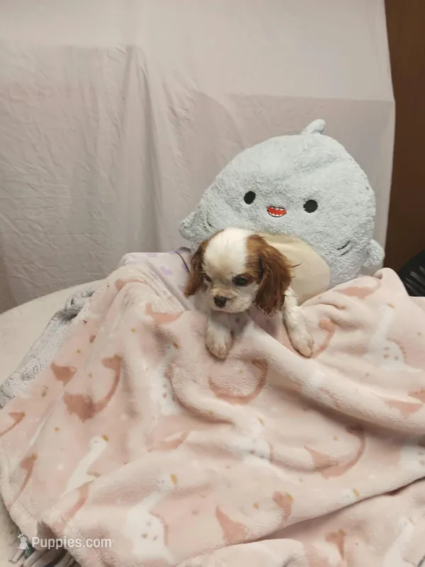 Freya – Cavalier King Charles Spaniel puppy for sale in Seneca, IL