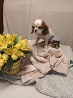 Freya, a female Cavalier King Charles Spaniel for sale in Seneca, IL – Photo 3 of 4