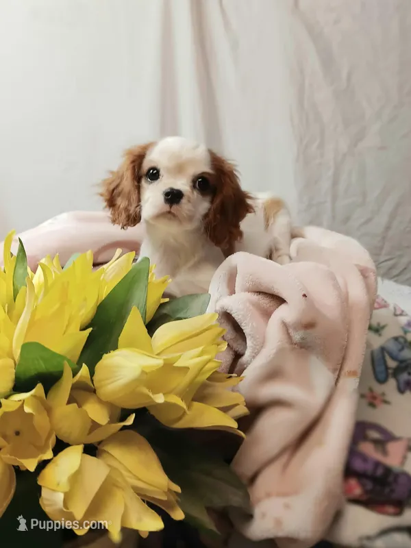 Freya – Cavalier King Charles Spaniel puppy for sale in Seneca, IL