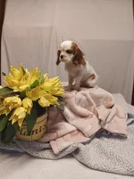 Freya, a female Cavalier King Charles Spaniel for sale in Seneca, IL – Photo 2 of 4