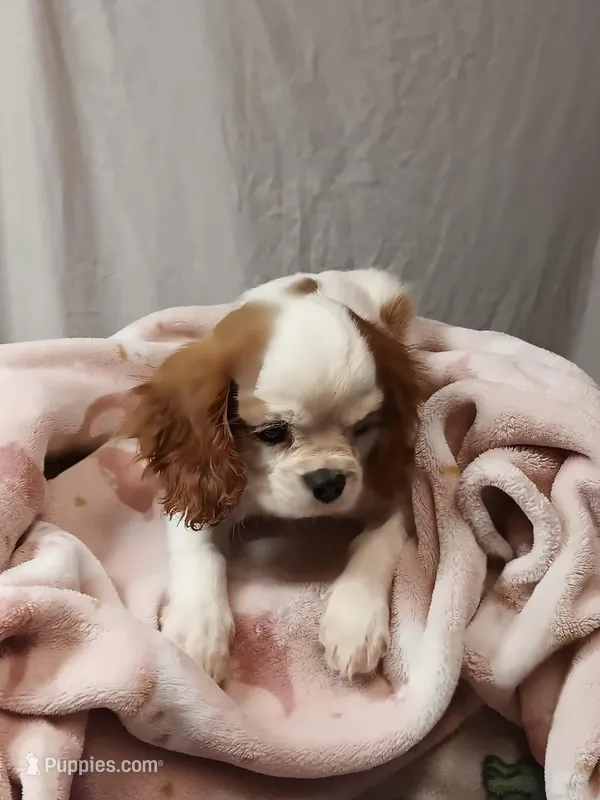 Freya – Cavalier King Charles Spaniel puppy for sale in Seneca, IL