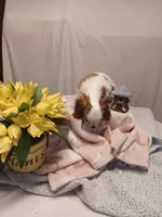 Freya, a female Cavalier King Charles Spaniel for sale in Seneca, IL – Photo 4 of 4