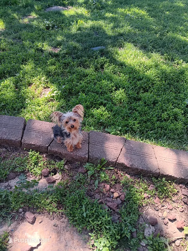 Little sis – Yorkshire Terrier puppy for sale in Seneca, IL