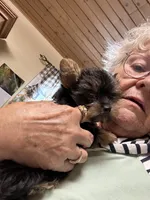 Camilla’s boy , a male Yorkshire Terrier for sale in Seneca, IL – 2 of 3