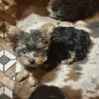 Little sis, a female Yorkshire Terrier for sale in Seneca, IL – Photo 5 of 5