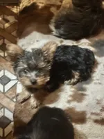 Little sis, a female Yorkshire Terrier for sale in Seneca, IL – Photo 3 of 4