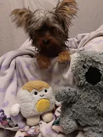 Little sis, a female Yorkshire Terrier for sale in Seneca, IL – Photo 3 of 5