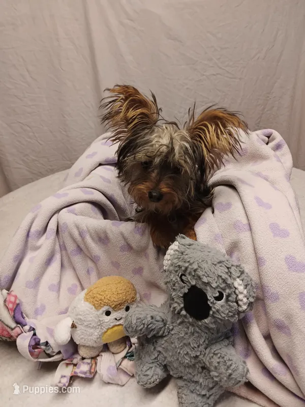 Little sis – Yorkshire Terrier puppy for sale in Seneca, IL