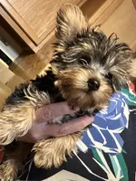 Little sis, a female Yorkshire Terrier for sale in Seneca, IL – Photo 1 of 4