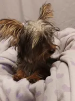 Little sis, a female Yorkshire Terrier for sale in Seneca, IL – Photo 4 of 5