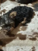 Little sis, a female Yorkshire Terrier for sale in Seneca, IL – Photo 2 of 4