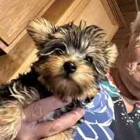 Little sis, a female Yorkshire Terrier for sale in Seneca, IL – Photo 2 of 5