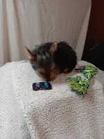 Milo, a male Yorkshire Terrier for sale in Seneca, IL – Photo 2 of 6