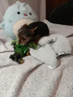 Milo, a male Yorkshire Terrier for sale in Seneca, IL – Photo 5 of 6