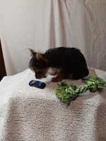 Milo, a male Yorkshire Terrier for sale in Seneca, IL – Photo 4 of 6