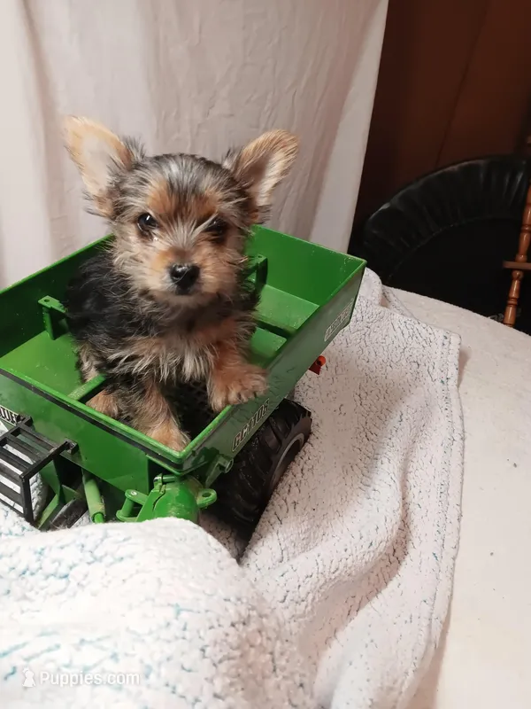 Milo – Yorkshire Terrier puppy for sale in Seneca, IL