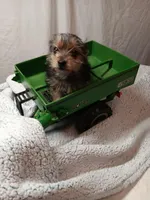 Milo, a male Yorkshire Terrier for sale in Seneca, IL – Photo 3 of 6