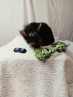 Milo, a male Yorkshire Terrier for sale in Seneca, IL – Photo 6 of 6