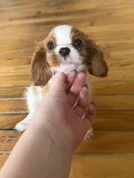 Sasha, a female Cavalier King Charles Spaniel for sale in Seneca, IL – 2 of 3