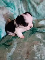 Coda, a male Shorkie for sale in Seneca, IL – 3 of 4