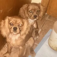 Rose bud, a female Cavalier King Charles Spaniel for sale in Seneca, IL – Photo 7 of 7