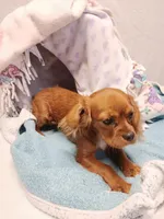 Rose bud, a female Cavalier King Charles Spaniel for sale in Seneca, IL – Photo 2 of 7