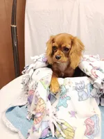 Rose bud, a female Cavalier King Charles Spaniel for sale in Seneca, IL – Photo 4 of 7