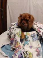 Rose bud, a female Cavalier King Charles Spaniel for sale in Seneca, IL – Photo 5 of 7