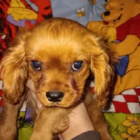 Little petal, a female Cavalier King Charles Spaniel for sale in Seneca, IL – Photo 4 of 8